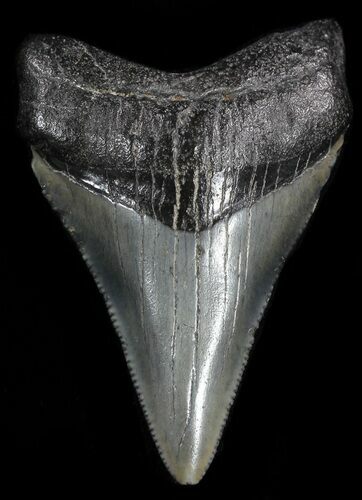 Serrated, Juvenile Megalodon Tooth - South Carolina #49993